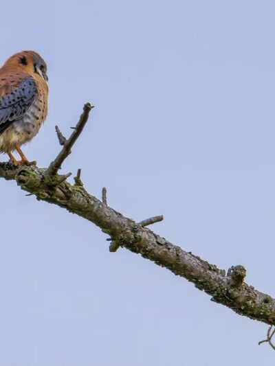 Dog Woods of Guemes - Anacortes, WA