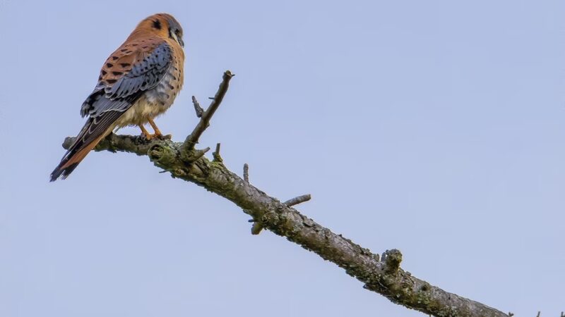 Dog Woods of Guemes - Anacortes, WA