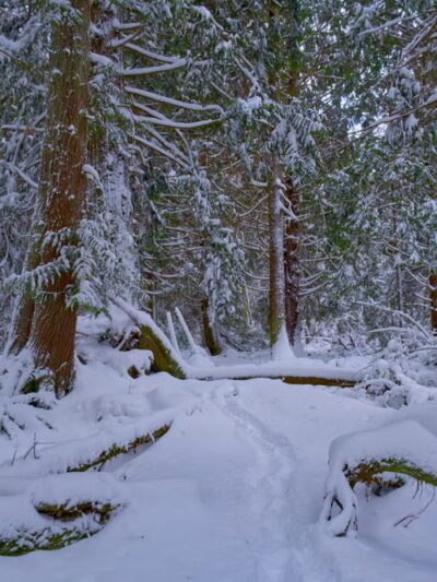 Dog Woods of Guemes - Anacortes, WA