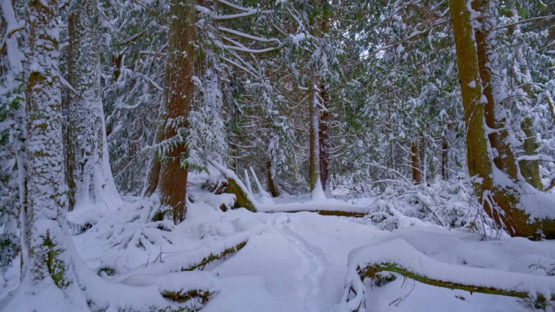 Dog Woods of Guemes - Anacortes, WA