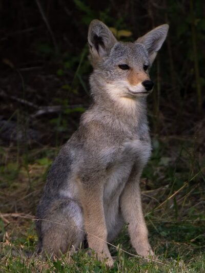 Dog Woods of Guemes - Anacortes, WA