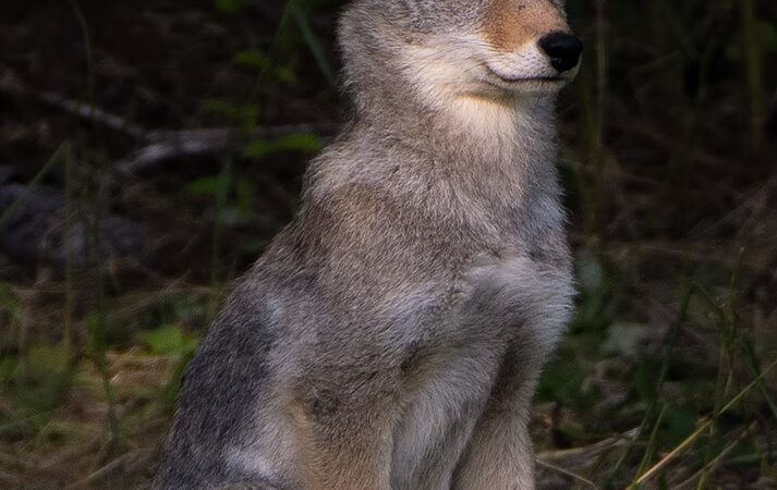 Dog Woods of Guemes - Anacortes, WA