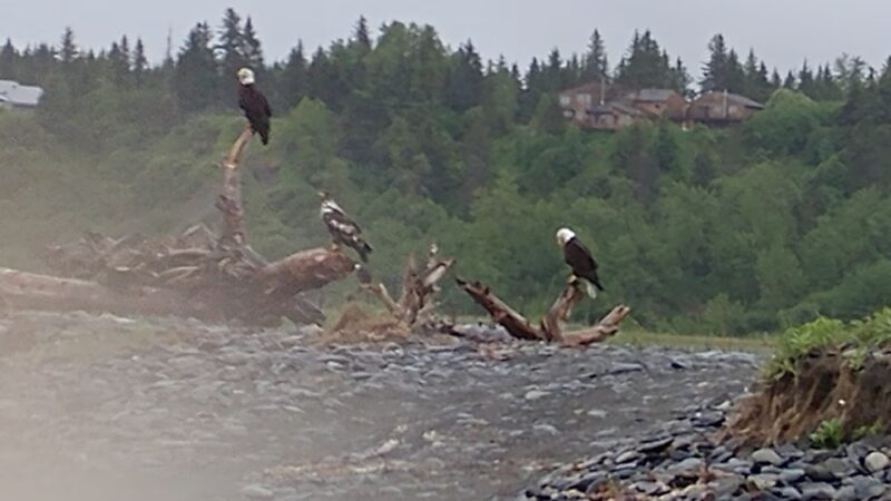 Behive R.V. park and lodge - Anchor Point, AK