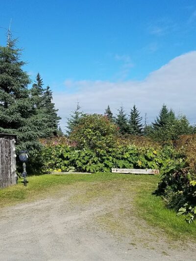 Stariski Campground - Anchor Point, AK