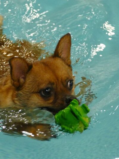Alaska K9 Aquatics - Anchorage, AK