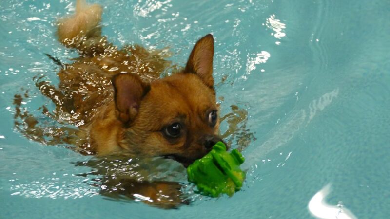 Alaska K9 Aquatics - Anchorage, AK