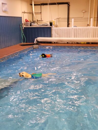 Alaska K9 Aquatics - Anchorage, AK