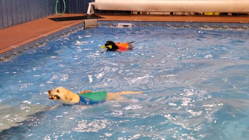 Alaska K9 Aquatics - Anchorage, AK