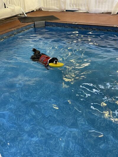 Alaska K9 Aquatics - Anchorage, AK