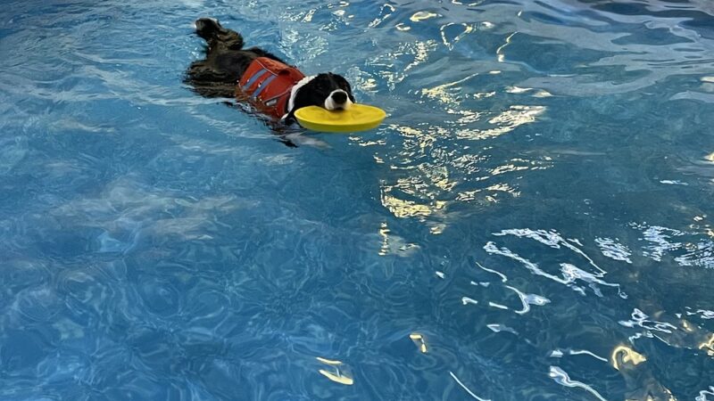 Alaska K9 Aquatics - Anchorage, AK
