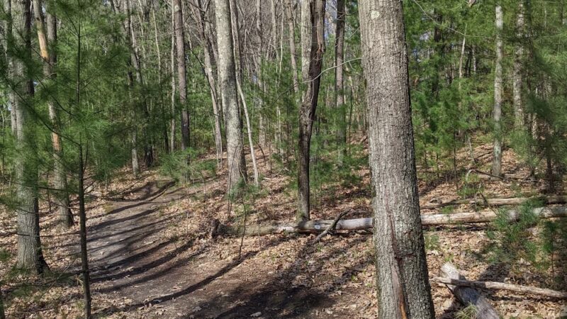 Carmel Woods Trail - Andover, MA