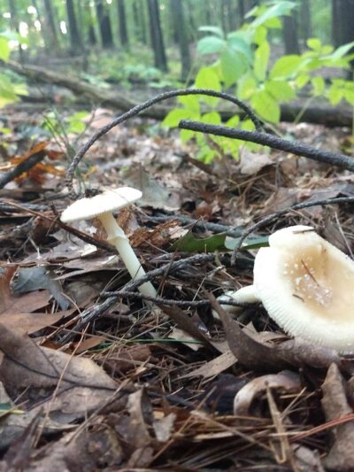 Carmel Woods Trail - Andover, MA