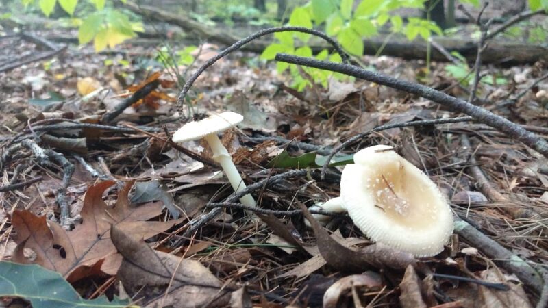 Carmel Woods Trail - Andover, MA
