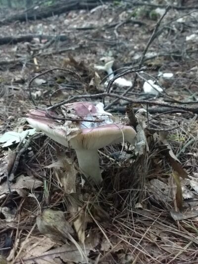 Carmel Woods Trail - Andover, MA