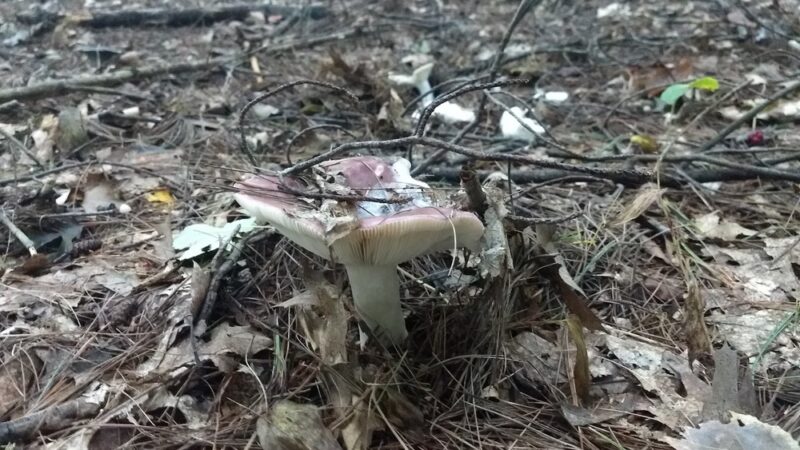 Carmel Woods Trail - Andover, MA