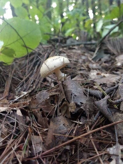 Carmel Woods Trail - Andover, MA