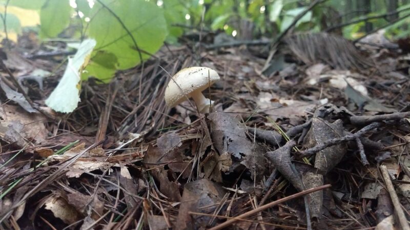 Carmel Woods Trail - Andover, MA