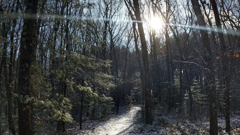 Carmel Woods Trail - Andover, MA