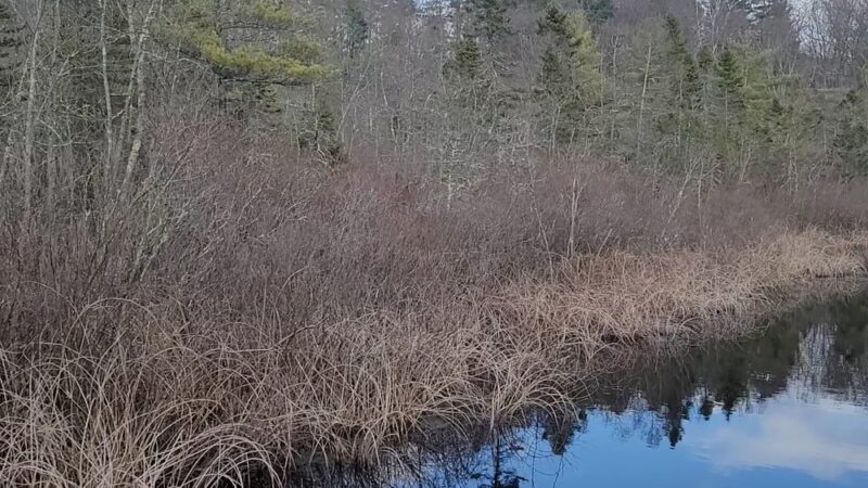 Charles W. Ward Reservation - Andover, MA