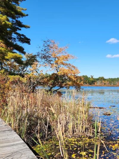 Goldsmith Woodlands - Andover, MA