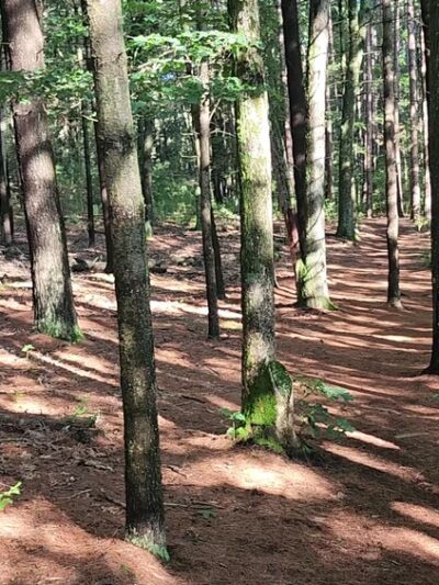 Goldsmith Woodlands - Andover, MA