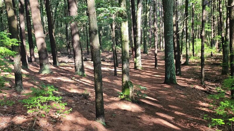 Goldsmith Woodlands - Andover, MA