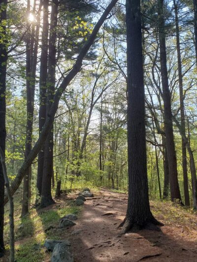 Goldsmith Woodlands - Andover, MA