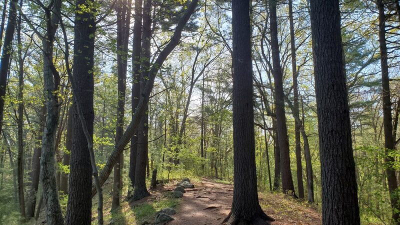 Goldsmith Woodlands - Andover, MA