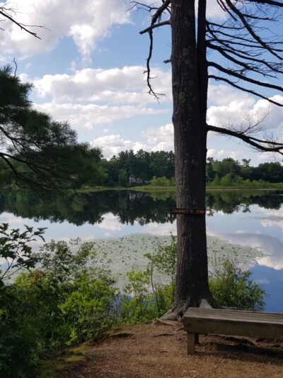 Goldsmith Woodlands - Andover, MA