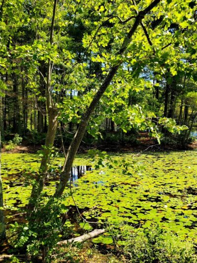 Goldsmith Woodlands - Andover, MA