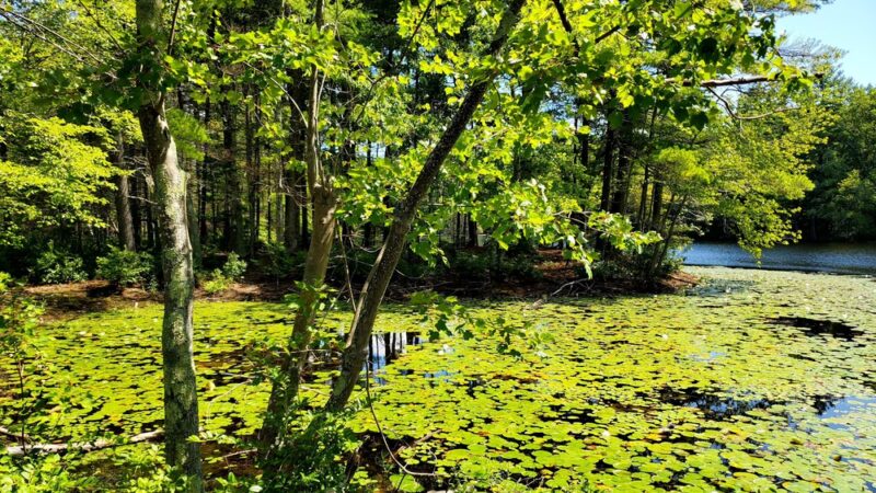 Goldsmith Woodlands - Andover, MA