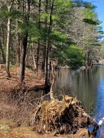 Harold Parker State Forest - Andover, MA