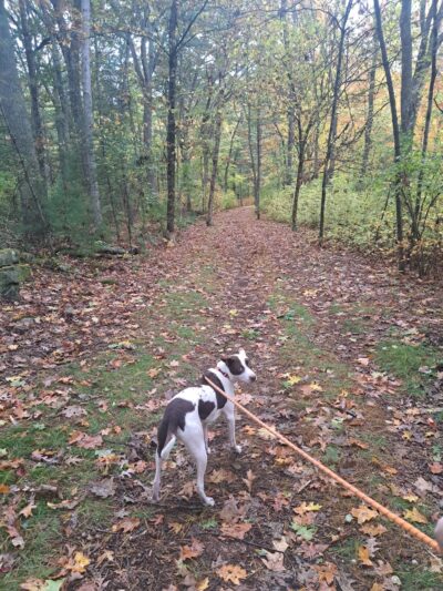 Peggy Keck Reservation - Andover, MA