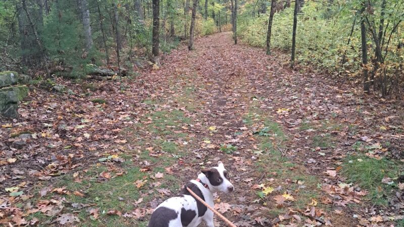 Peggy Keck Reservation - Andover, MA