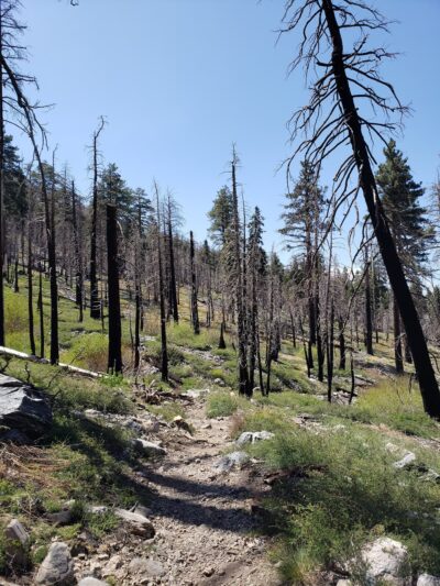 South Fork Trail 1E04 - Angelus Oaks, CA