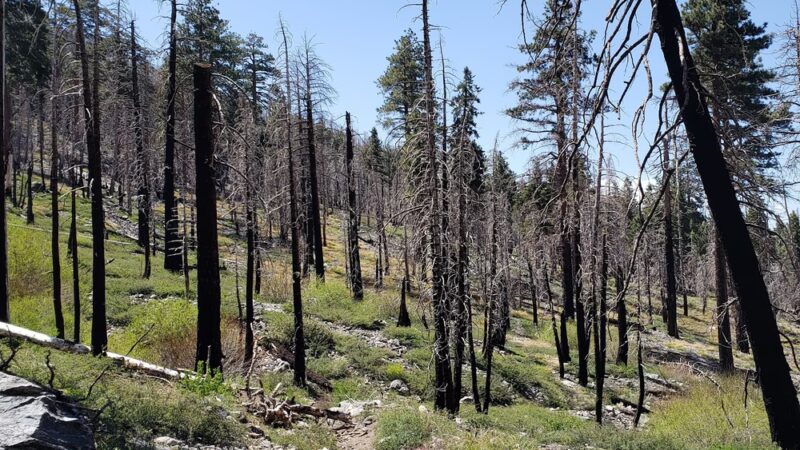 South Fork Trail 1E04 - Angelus Oaks, CA