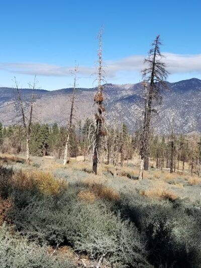South Fork Trail 1E04 - Angelus Oaks, CA