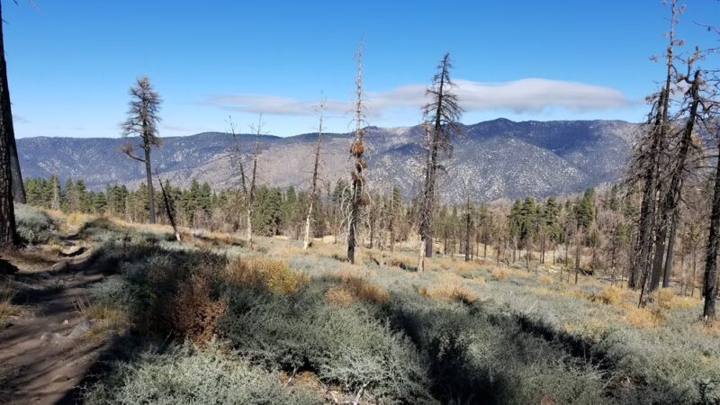 South Fork Trail 1E04 - Angelus Oaks, CA