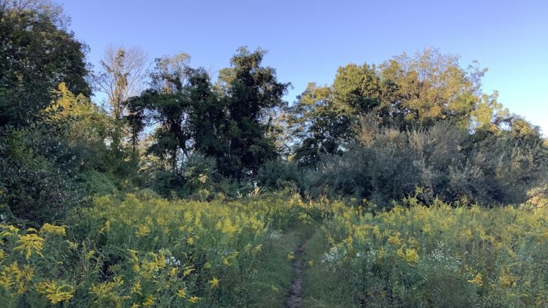Foran Fields - Annandale, NJ