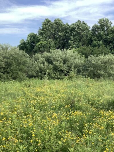 Foran Fields - Annandale, NJ