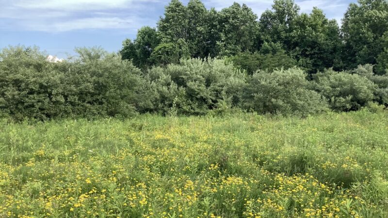Foran Fields - Annandale, NJ