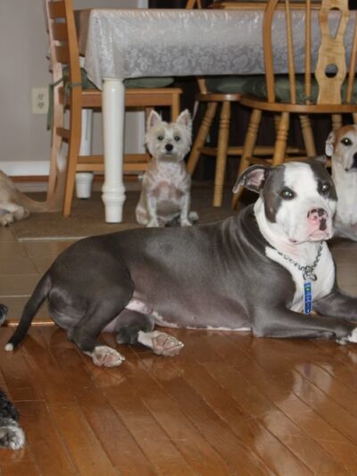 All My Canine Companions - Annapolis, MD