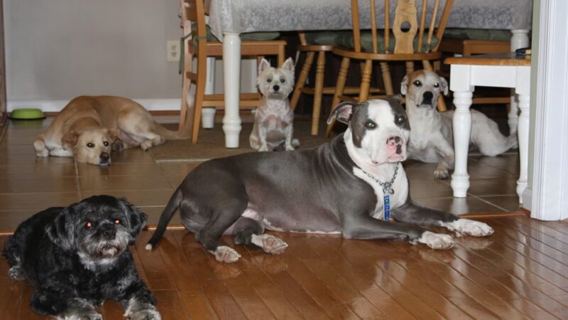 All My Canine Companions - Annapolis, MD