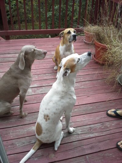 All My Canine Companions - Annapolis, MD