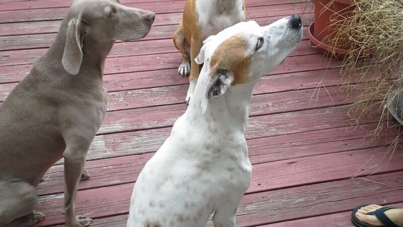 All My Canine Companions - Annapolis, MD