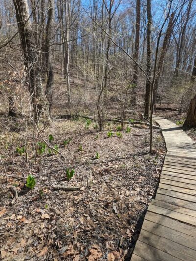 Bacon Ridge Natural Area (Hawkins Trailhead) - Annapolis, MD