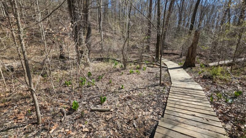Bacon Ridge Natural Area (Hawkins Trailhead) - Annapolis, MD