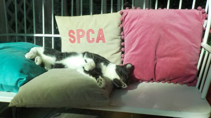Paws at the Mall - Annapolis, MD