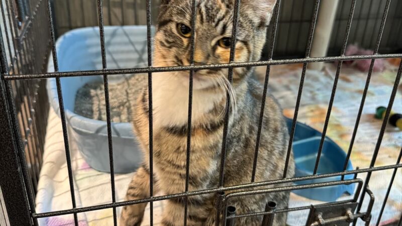 Paws at the Mall - Annapolis, MD