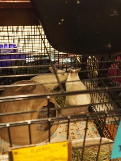 Paws at the Mall - Annapolis, MD